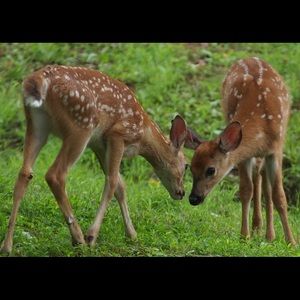 ☀️ 4 for $12 SALE ☀️